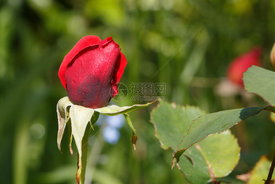 植物园艺春天在花的红玫瑰芽自然图片