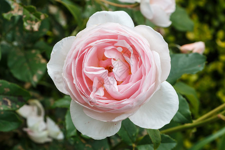 一种户外春天在花园的玫瑰中雌蕊图片