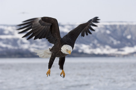 秃鹰正逼近在海边的冰面上登陆降落本垒打象征图片