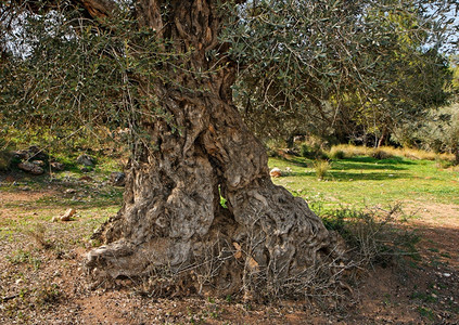 户外橄榄树条状分裂和扭曲的树干老多节粗糙图片