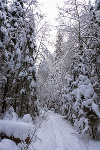 满是白雪的冬天背景图片