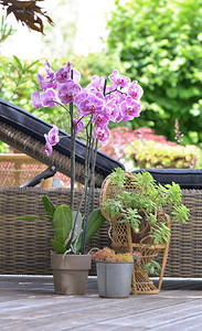 阳台植物美丽的粉红兰花盆中的朵在木制放轻松露天平台上花园图片