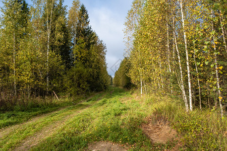 一片宽阔的森林道路在秋叶树中草茂盛阳光明媚的一天黄叶杂草丛生宽的绿色图片
