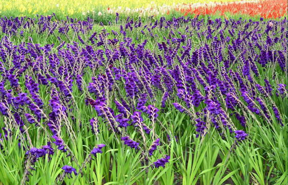 庄稼栽培夏天荷兰Zelhem的一个田地上流着鲜花的斗迪奥卢斯图片