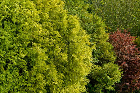 郁洲红绿的花园树叶郁葱艺景观插画