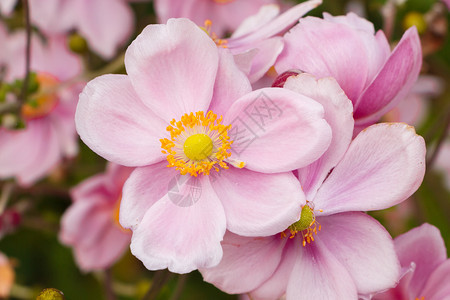 植物群粉红色的日本阿葵花在一朵日本阿葵花的园里自然图片