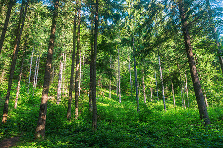 绿色的长满树木的森林图片