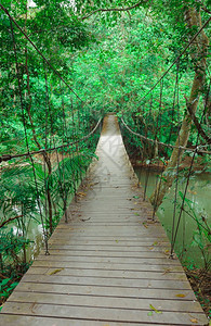 雨林窄脚桥木头绞刑图片