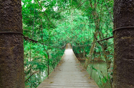 窄脚桥身体树旅行图片