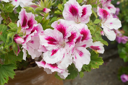 春天在花园里放上粉红和白花天竺葵芽植物群图片