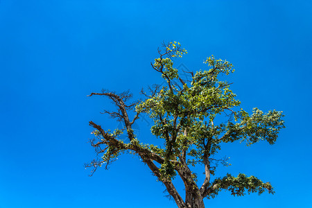 阳光老的树Nepal校对Portnoy尼泊尔州图片