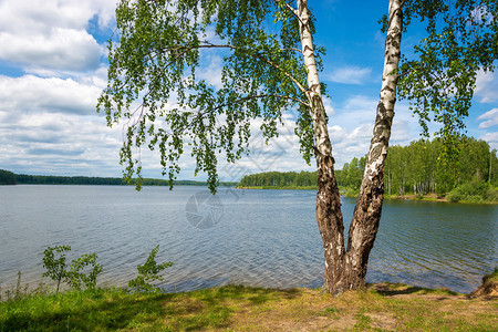 夏天树干俄罗斯Ivanovo地区Uvod河岸上一个盛夏日双干大桥俄罗斯Ivanovo地区森林图片