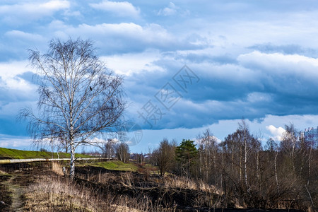 景观鸟桦木在春天的阴云在伊凡诺沃市郊一只乌鸦与起响白褐色的无叶双叉图片