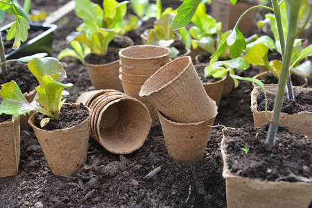 在泥锅中种植的幼苗准备种在花园里泥炭污垢一种图片