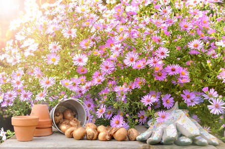 手套花园在边上和可以的粉红色花丛中阳光春天图片