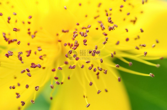 花粉过敏授植被以紫花丝关闭黄色朵盛开图片