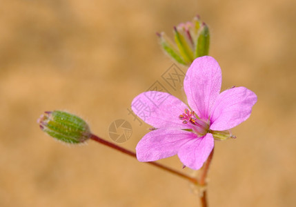 黄色的植物无水五月在沙地上生长的粉红色小花朵图片
