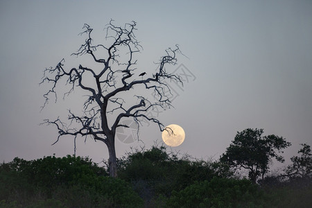 太阴鹳晚上非洲博茨瓦纳北部乔贝公园黄昏时月升起于非洲北部Chobe公园背景图片
