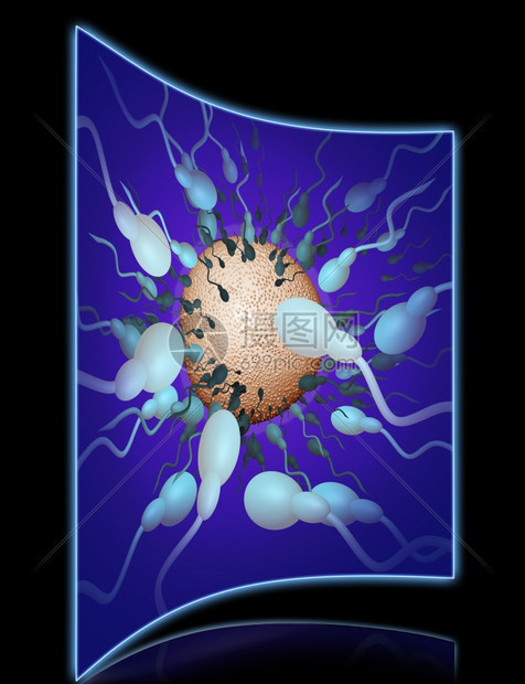 渲染三维生物学精子朝3D软件制成的鸡蛋方向行进图片
