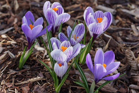 春天公园里紫色的小花图片