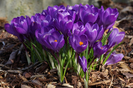 春天公园里紫色的小花图片