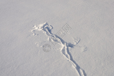 雪地上的鸟翅膀踪迹特写天气霜下雪的图片