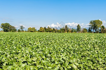 场地青蓝天空的大豆面积农村风景生长庄稼图片