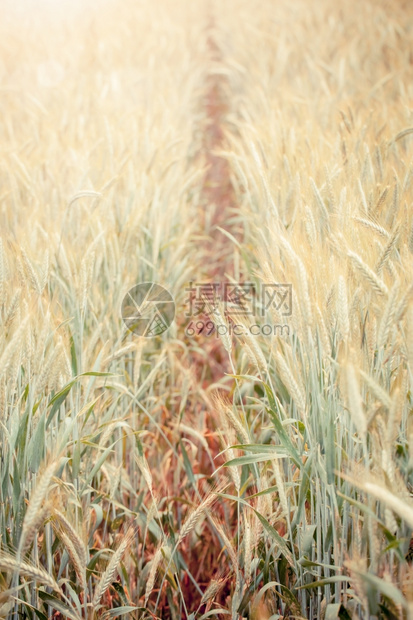 面包环境农村种植的年轻小麦苗作物生长图片