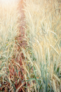 新鲜的粮食农村种植年轻小麦苗作物谷图片