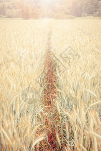 农村种植的年轻小麦苗作物农业面包自然图片