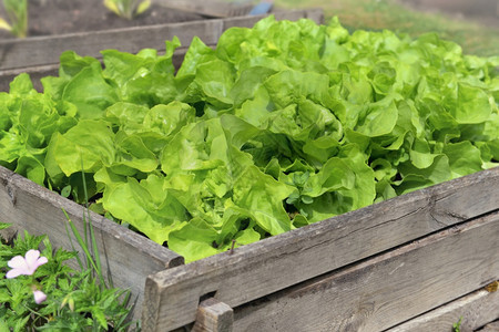 自然闲暇生长在蔬菜园的木制容器上种植的新鲜生菜图片