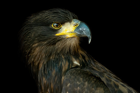 动物黑背景海鹰Halieeetusalbicilla的肖像猎物鸟图片