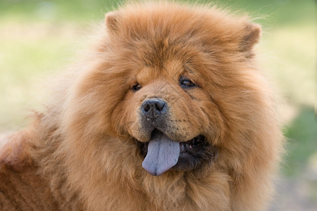 绿草上的食物蓝舌绿色犬类图片