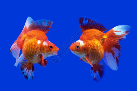野生动物自由鱼缸水族馆里美丽的金鱼图片