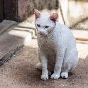 白色的坐在水泥地板上的可爱白猫户外毛皮图片