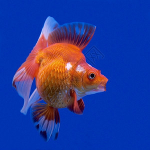 荒野水族馆里美丽的金鱼生活宠物图片