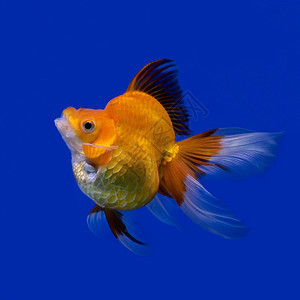 水族馆里美丽的金鱼钓自然宠物图片