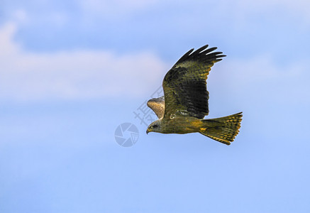 野生动物户外普通秃鹰buteobuteo在天空中飞翔动物图片
