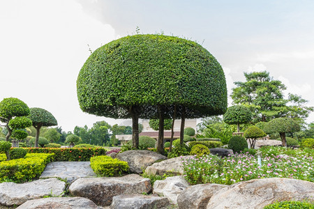 岩石因此针叶树春天的花朵园图片