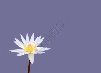 白莲花背景图片
