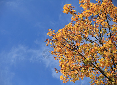 蓝天白云下的金秋树叶图片