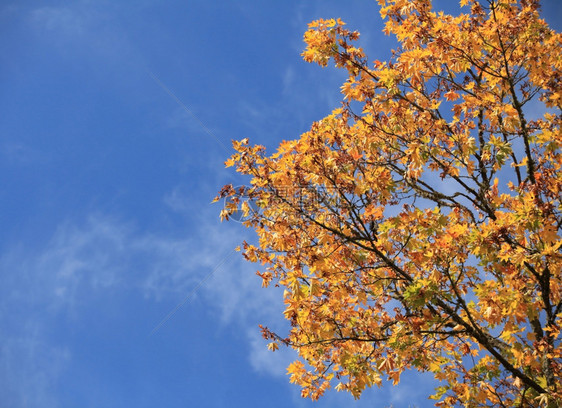 蓝天白云下的金秋树叶图片