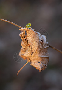 植物绞刑分支去年秋叶的干枯树挂在枝上春天有新鲜绿芽象征季节变化图片