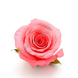 美丽的粉红玫瑰白底的孤立粉色绿花图片