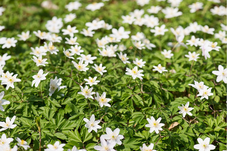 植物5月在阳光明媚的日子里白色花图片