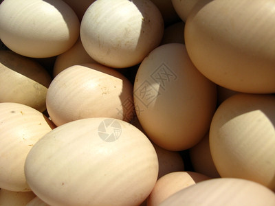 土鸡蛋鸡蛋背景