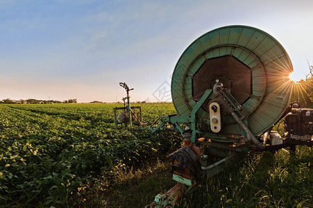 场地种植园纳达林日落时与灌溉系统一起进行大豆田图片
