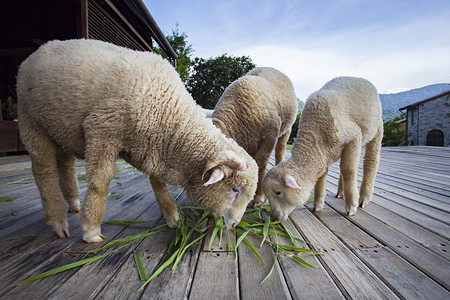 羊肉在畜牧农场里吃绿草叶的羊树宠物图片