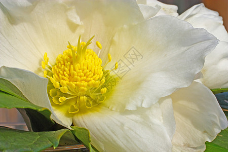 白色的海列波春花被称为圣诞玫瑰和连天植物群图片
