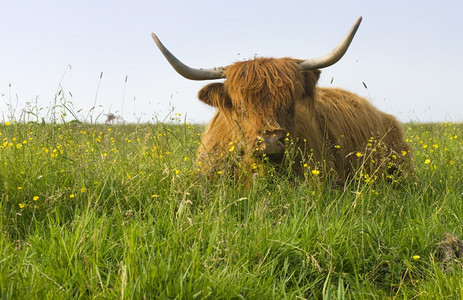 一头长发的毛牛春草地中间有尖角棕色的喇叭草食动物图片